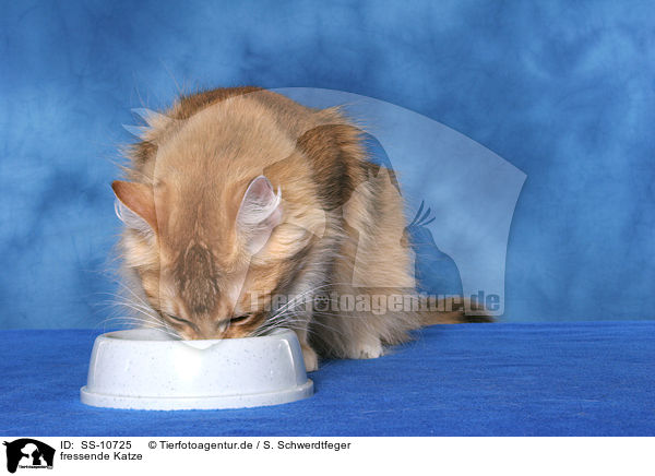 fressende Katze / munching cat / SS-10725