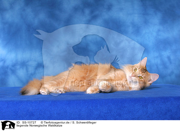 liegende Norwegische Waldkatze / lying Norwegian Forest Cat / SS-10727