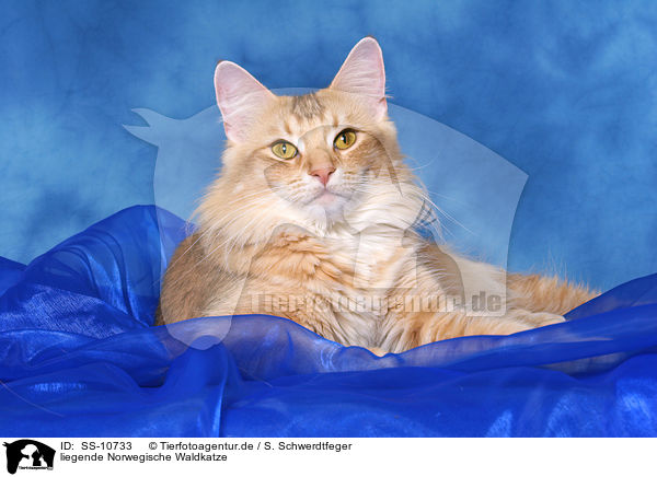 liegende Norwegische Waldkatze / lying Norwegian Forest Cat / SS-10733