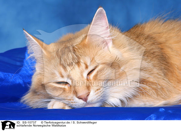 schlafende Norwegische Waldkatze / sleeping Norwegian Forest Cat / SS-10737
