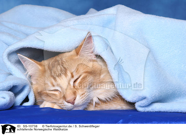 schlafende Norwegische Waldkatze / sleeping Norwegian Forest Cat / SS-10738