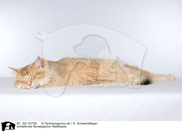 schlafende Norwegische Waldkatze / sleeping Norwegian Forest Cat / SS-10739
