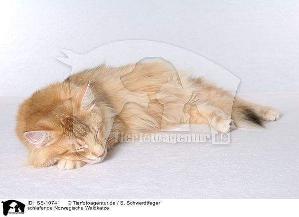 schlafende Norwegische Waldkatze / sleeping Norwegian Forest Cat / SS-10741