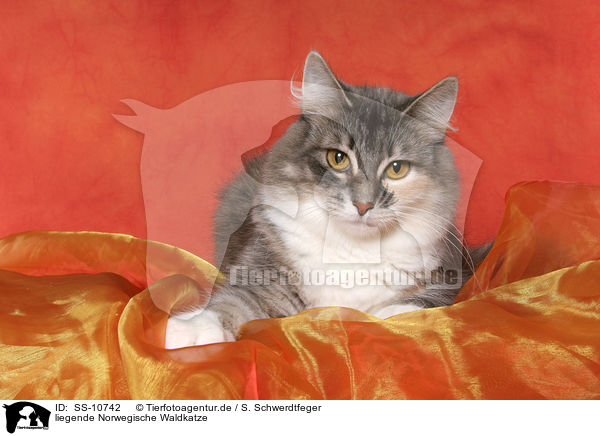 liegende Norwegische Waldkatze / lying Norwegian Forest Cat / SS-10742