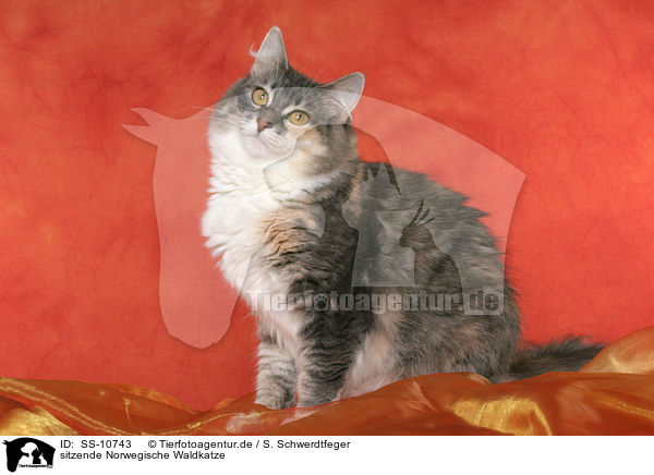 sitzende Norwegische Waldkatze / sitting Norwegian Forest Cat / SS-10743