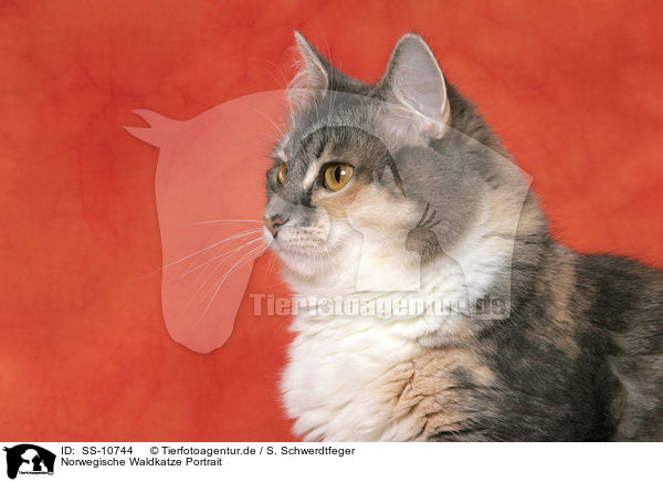 Norwegische Waldkatze Portrait / Norwegian Forest Cat Portrait / SS-10744