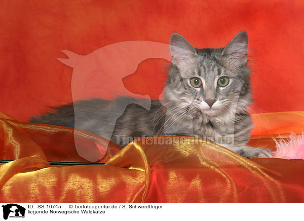 liegende Norwegische Waldkatze / lying Norwegian Forest Cat / SS-10745