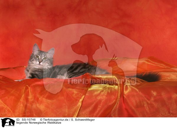 liegende Norwegische Waldkatze / lying Norwegian Forest Cat / SS-10746