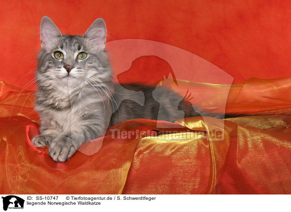 liegende Norwegische Waldkatze / lying Norwegian Forest Cat / SS-10747