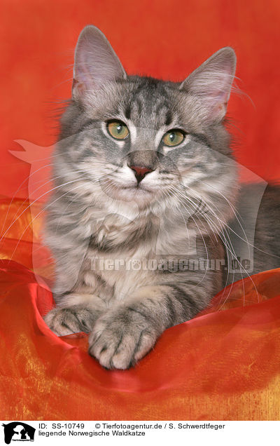 liegende Norwegische Waldkatze / lying Norwegian Forest Cat / SS-10749