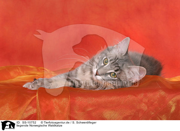 liegende Norwegische Waldkatze / lying Norwegian Forest Cat / SS-10752