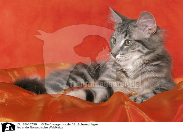 liegende Norwegische Waldkatze / lying Norwegian Forest Cat / SS-10756