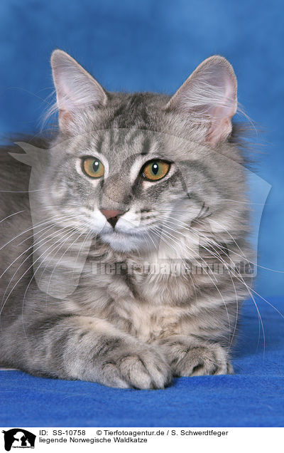 liegende Norwegische Waldkatze / lying Norwegian Forest Cat / SS-10758