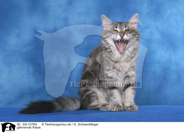 ghnende Katze / yawning cat / SS-10760