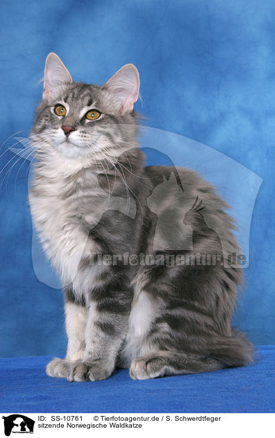 sitzende Norwegische Waldkatze / sitting Norwegian Forest Cat / SS-10761