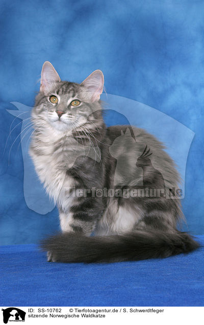 sitzende Norwegische Waldkatze / sitting Norwegian Forest Cat / SS-10762