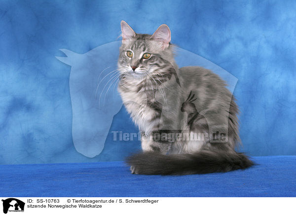 sitzende Norwegische Waldkatze / sitting Norwegian Forest Cat / SS-10763