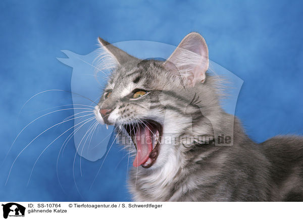 ghnende Katze / yawning cat / SS-10764