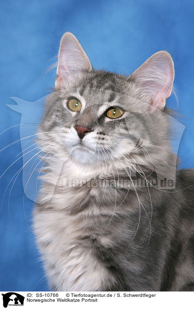 Norwegische Waldkatze Portrait / Norwegian Forest Cat Portrait / SS-10766