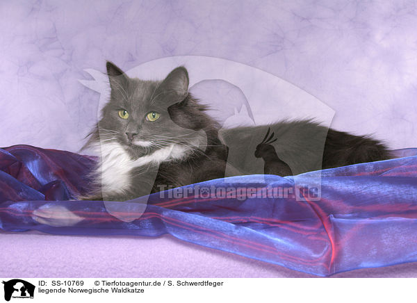 liegende Norwegische Waldkatze / lying Norwegian Forest Cat / SS-10769