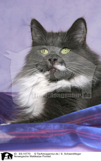 Norwegische Waldkatze Portrait / Norwegian Forest Cat Portrait / SS-10770