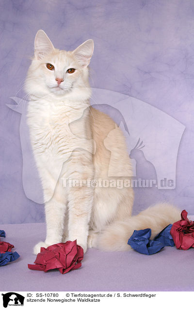 sitzende Norwegische Waldkatze / sitting Norwegian Forest Cat / SS-10780