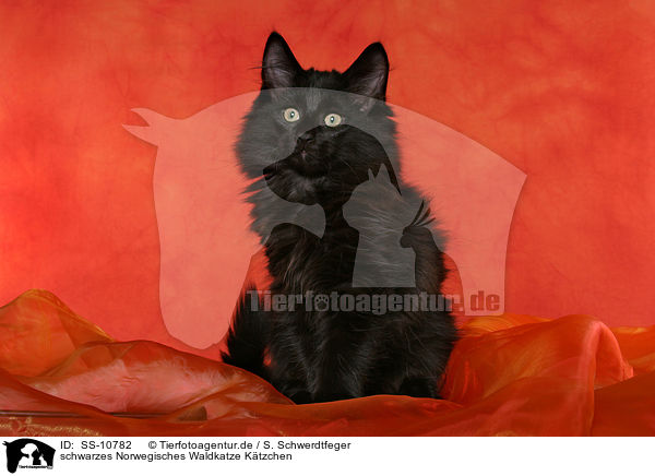 schwarzes Norwegisches Waldkatze Ktzchen / black Norwegian Forest Kitten / SS-10782