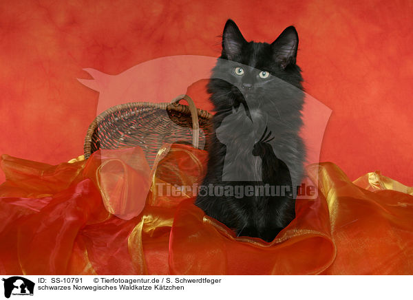 schwarzes Norwegisches Waldkatze Ktzchen / black Norwegian Forest Kitten / SS-10791