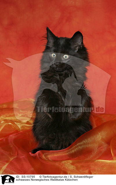 schwarzes Norwegisches Waldkatze Ktzchen / black Norwegian Forest Kitten / SS-10795