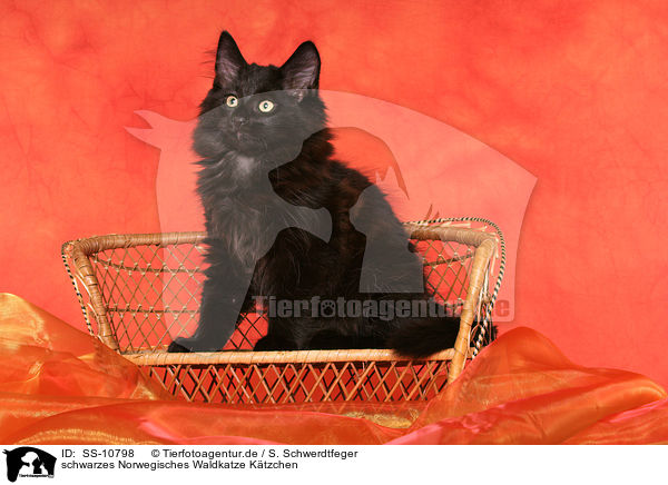 schwarzes Norwegisches Waldkatze Ktzchen / black Norwegian Forest Kitten / SS-10798