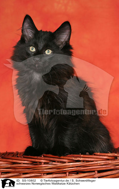 schwarzes Norwegisches Waldkatze Ktzchen / black Norwegian Forest Kitten / SS-10802