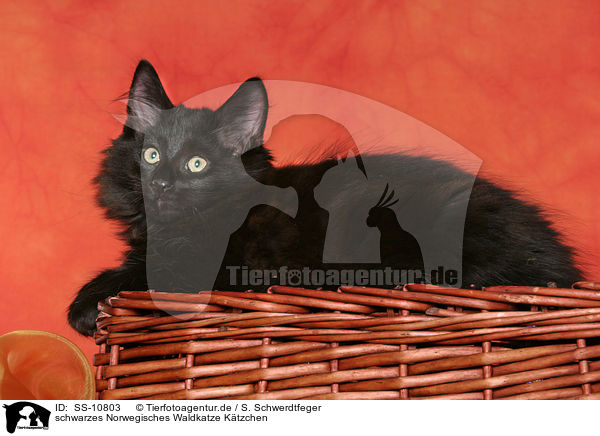 schwarzes Norwegisches Waldkatze Ktzchen / black Norwegian Forest Kitten / SS-10803