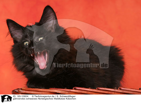 ghnendes schwarzes Norwegisches Waldkatze Ktzchen / gaping black Norwegian Forest Kitten / SS-10804