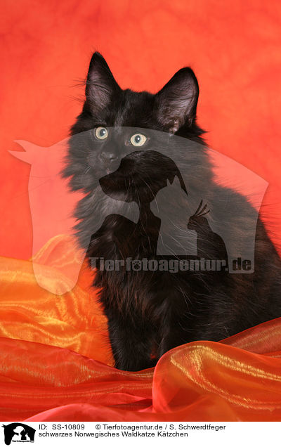 schwarzes Norwegisches Waldkatze Ktzchen / black Norwegian Forest Kitten / SS-10809