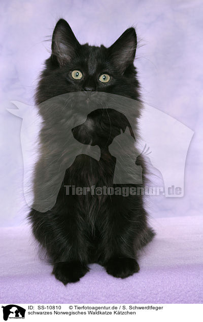 schwarzes Norwegisches Waldkatze Ktzchen / black Norwegian Forest Kitten / SS-10810