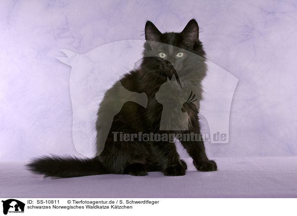 schwarzes Norwegisches Waldkatze Ktzchen / black Norwegian Forest Kitten / SS-10811