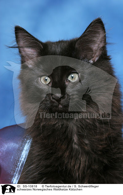 schwarzes Norwegisches Waldkatze Ktzchen / black Norwegian Forest Kitten / SS-10818