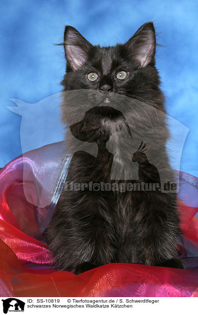 schwarzes Norwegisches Waldkatze Ktzchen / black Norwegian Forest Kitten / SS-10819