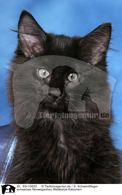 schwarzes Norwegisches Waldkatze Ktzchen / black Norwegian Forest Kitten / SS-10820