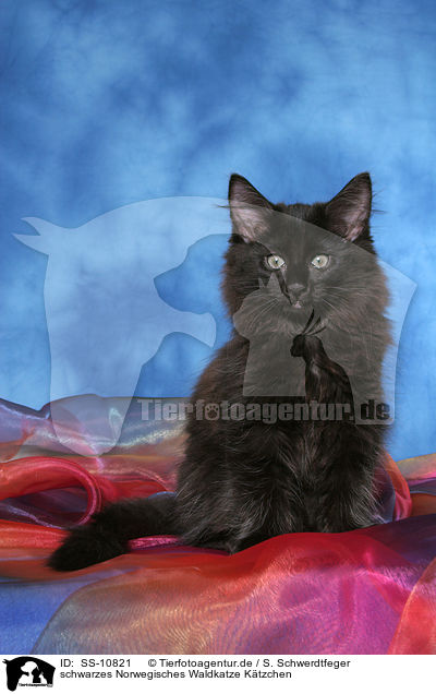 schwarzes Norwegisches Waldkatze Ktzchen / black Norwegian Forest Kitten / SS-10821