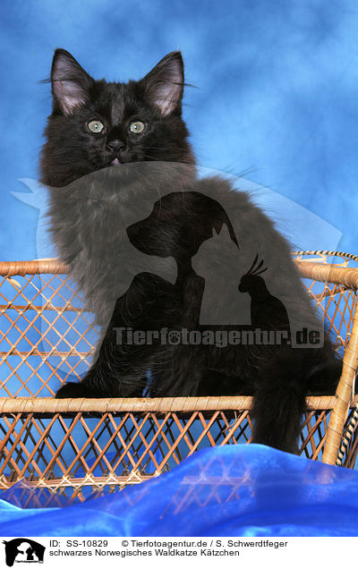 schwarzes Norwegisches Waldkatze Ktzchen / black Norwegian Forest Kitten / SS-10829