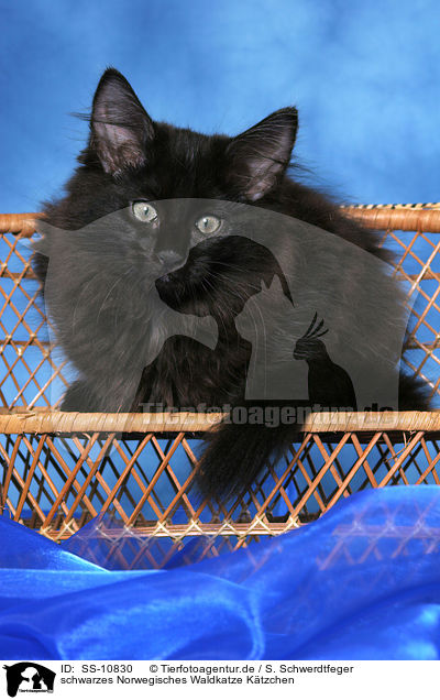 schwarzes Norwegisches Waldkatze Ktzchen / black Norwegian Forest Kitten / SS-10830