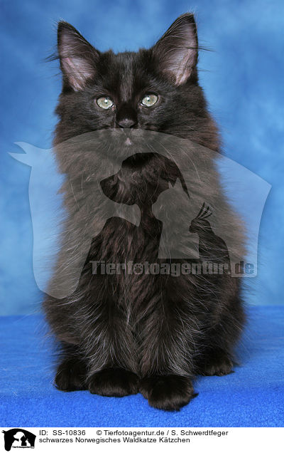 schwarzes Norwegisches Waldkatze Ktzchen / black Norwegian Forest Kitten / SS-10836