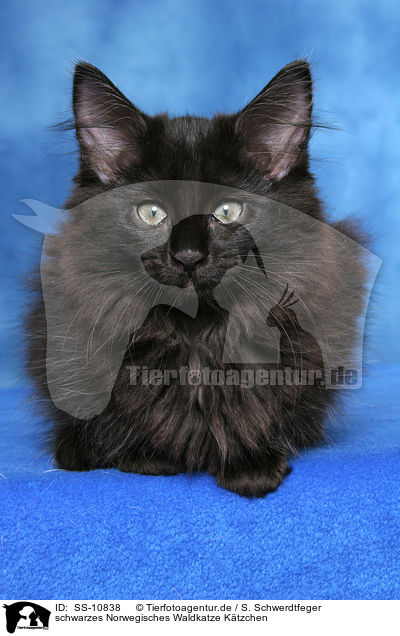 schwarzes Norwegisches Waldkatze Ktzchen / black Norwegian Forest Kitten / SS-10838