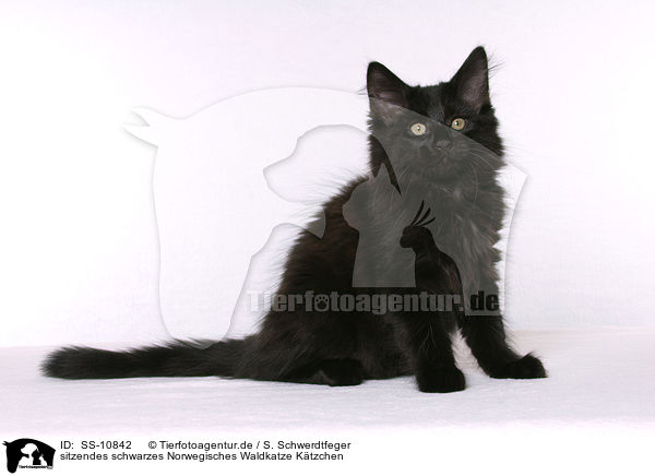 sitzendes schwarzes Norwegisches Waldkatze Ktzchen / sitting black Norwegian Forest Kitten / SS-10842