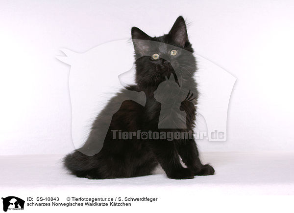 schwarzes Norwegisches Waldkatze Ktzchen / black Norwegian Forest Kitten / SS-10843