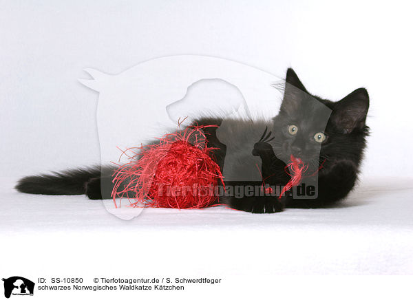 schwarzes Norwegisches Waldkatze Ktzchen / black Norwegian Forest Kitten / SS-10850