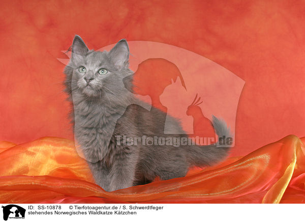 stehendes Norwegisches Waldkatze Ktzchen / standing Norwegian Forest Kitten / SS-10878