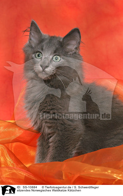 sitzendes Norwegisches Waldkatze Ktzchen / sitting Norwegian Forest Kitten / SS-10884