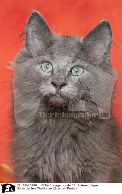 Norwegisches Waldkatze Ktzchen Portrait / Norwegian Forest Kitten Portrait / SS-10889